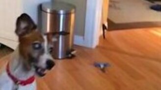 Игра в мячик со щенком - смотреть видео (0:26)