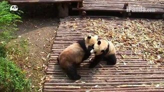 Панды резвятся в вольере - смотреть видео (1:39)