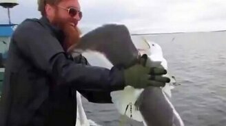 Поймал чайку налету - смотреть видео (0:38)