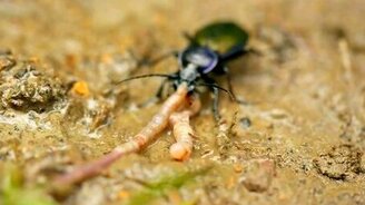 Жук ест червя - смотреть видео (0:33)