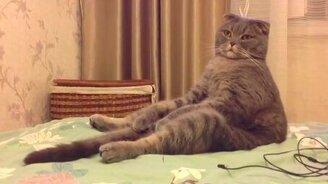 Поза кота, довольного жизнью - смотреть видео (2:41)