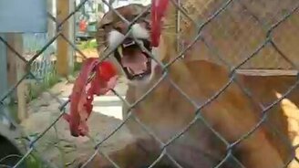 Не зли пуму за обедом - смотреть видео (1:41)