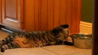 Кот - король жизни - смотреть видео (0:23)