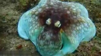 Осьминог - мастер маскировки - смотреть видео (0:25)