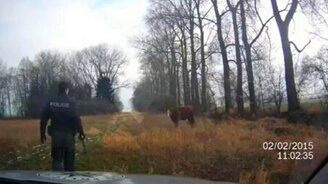 Бык атакует полицейского - смотреть видео (1:08)