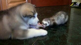 Бой по своим правилам: хорёк против щенка - смотреть видео (8:11)