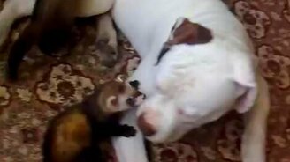 Хорьки атакуют бульдога - смотреть видео (3:03)