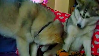 Хорёк и две хаски - смотреть видео (1:52)