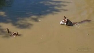 Хаски охотится за селезнем - смотреть видео (2:14)