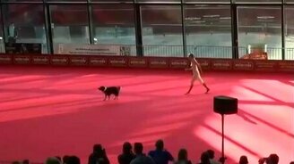 Парный балет девушки и собаки - смотреть видео (3:50)