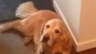 Пёс даёт понять, что не хочет на улицу - смотреть видео (0:30)