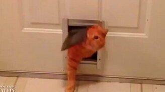 Всем смешных котиков! - смотреть видео (4:14)