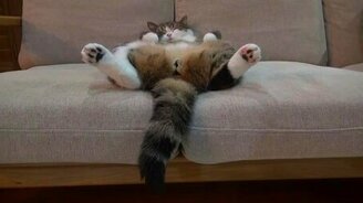 Как спит Мару - смотреть видео (1:11)