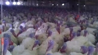 Здорово, орлы! - смотреть видео (0:11)