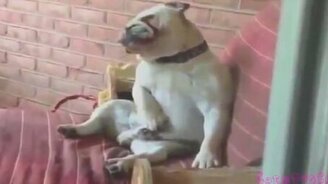 Более 20 минут приколов - смотреть видео (22:03)