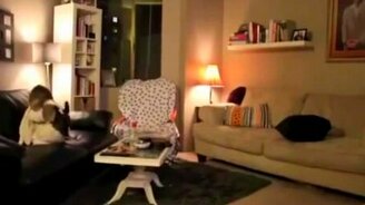 Когда собаки остаются одни дома - смотреть видео (2:04)