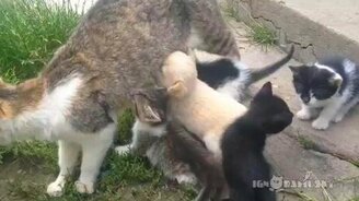 Щенок хочет молока от кошки - смотреть видео (2:01)