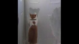 Кот откапывает выход на улицу - смотреть видео (1:08)