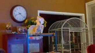 Попугай пародирует ссору - смотреть видео (1:52)