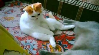 Сидящий на попе кот - смотреть видео (0:16)