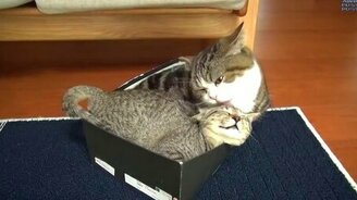 Кошки и коробки - смотреть видео (2:48)