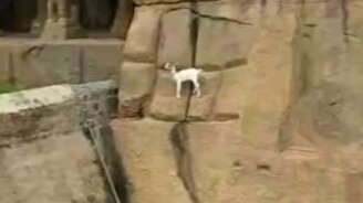 Козлик лазает по скале - смотреть видео (1:57)