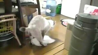 Кот моет полы - смотреть видео (0:58)