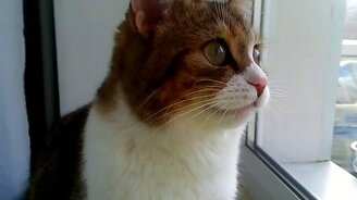 Кошачья реакция на птиц за окном - смотреть видео (0:30)