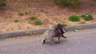 Встретил коалу с детёнышем - смотреть видео (1:06)