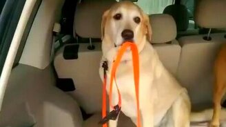 Умный и хозяйственный пёс - смотреть видео (0:27)