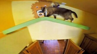 Дом как игровая площадка для кошек - смотреть видео (3:33)