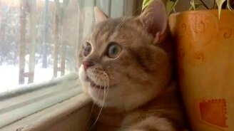 Сломанный котик - смотреть видео (0:36)