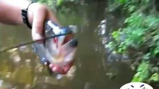 Мощные челюсти пираньи - смотреть видео (0:35)