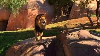 Львиный рык для туристов - смотреть видео (0:48)