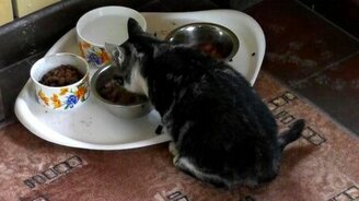 Кот-дегустатор - смотреть видео (1:28)