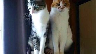 Два противоположных кота - смотреть видео (0:47)