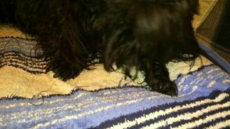 Пёсик ворчит, что его искупали - смотреть видео (0:57)