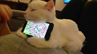 Котоподставка - смотреть видео (0:34)