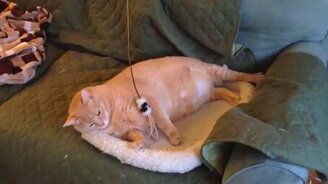 Кот ловит кота на удочку - смотреть видео (0:12)