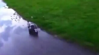 Мама-опоссум с детёнышами - смотреть видео (0:30)