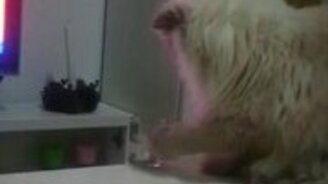 Кот хулиганит - смотреть видео (0:35)