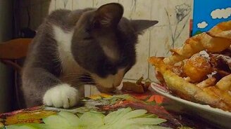 Кошка наедине с лакомством - смотреть видео (2:07)