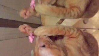 Кошачьи прыжки в замедлении - смотреть видео (0:57)