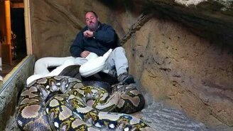 Питон-альбинос атакует своего хозяина - смотреть видео (2:02)