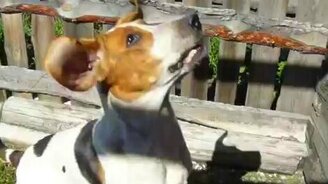 Собака и три кота - смотреть видео (2:54)