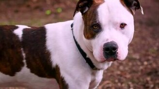 Питбуль против алабая - смотреть видео (1:12)