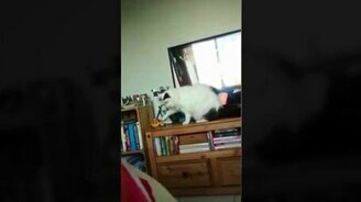 Послушный проказник - смотреть видео (0:15)