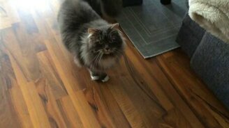 Кот любит играть в снежки - смотреть видео (4:43)