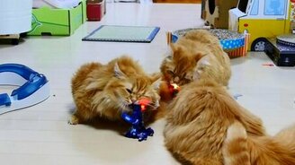 Армия роботов против кошачьей семьи - смотреть видео (4:42)