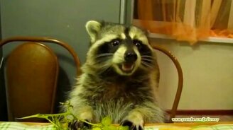 Енот - он как мышь, только больше - смотреть видео (5:10)